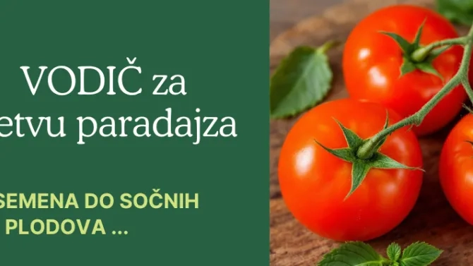 setva paradajza