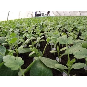 Podloga za kalem TITAN F1 ZKI