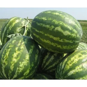 Lubenica Colosseo F1