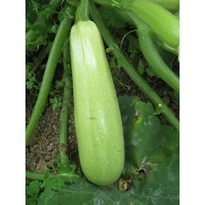 Tikvica Eskenderany F1