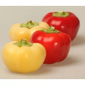 Paprika Novosađanka 1g