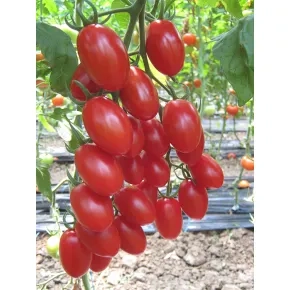 Paradajz Cello F1