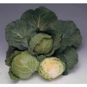 Kupus Quick start F1