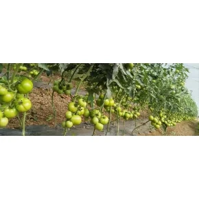 Paradajz Bellfort ez F1 Paradajz Bellfort ez F1