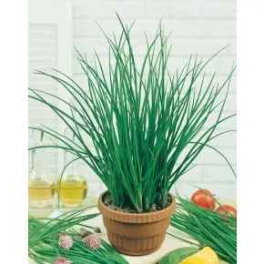 Vlašac Bohemia 100g