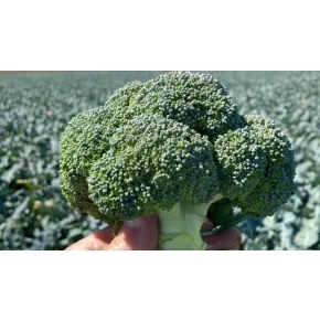 Brokoli Salinas (precizna setva)