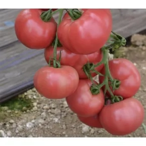 Seme paradajza Fuji Pink F1 – 500 semena