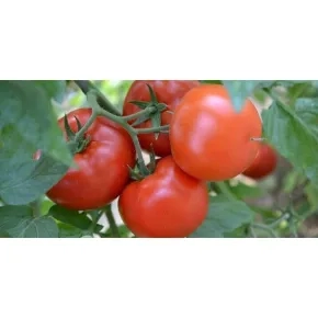 Paradajz Grumira F1