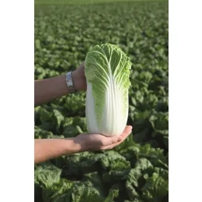 Kineski Kupus Bilko F1 (precizna setva)