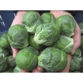 Kelj Pupčar Marte F1 (precizna setva)