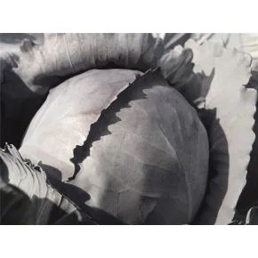 Crveni Kupus Bandolero (precizna setva)