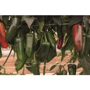 Paprika Rioverde (jalapeno)