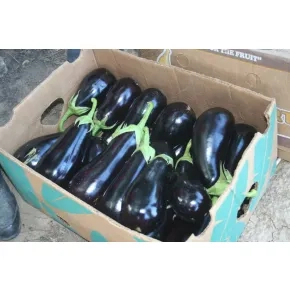 Patlidžan Isabel F1