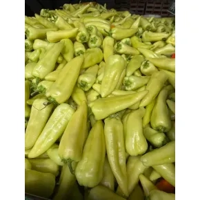 Paprika Ordesa (PWC1500) F1