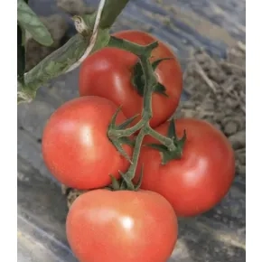 Paradajz Buran ez F1 Paradajz Buran ez F1