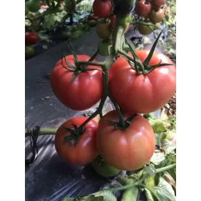 Paradajz Perugino ez F1 Paradajz Perugino ez F1