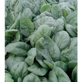 Spanać Monza F1 baby leaf