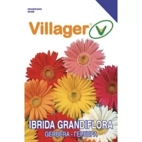 Cveće GERBER-MULTICOLOR Villager