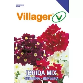 Cveće VERBENA-GRANDIFLORA Villager