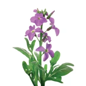 Cveće Noćna Frajla 0,5g