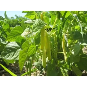 Boranija Meraviglia di Venezia 100 g VISOKA