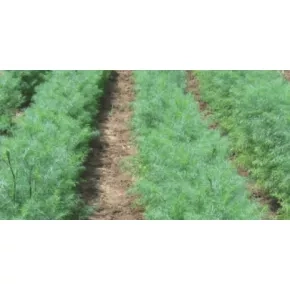 Mirođija Domaća aromatična 3 g