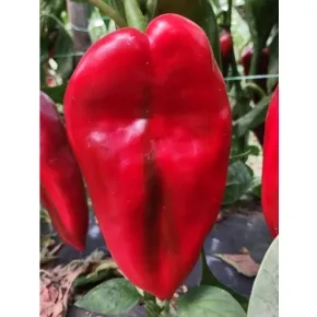 Paprika Moravska lepotica 10 g