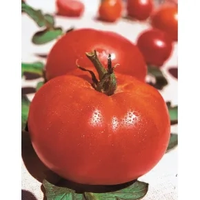 Paradajz Zlatni jubilej F1 150 s