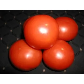 Seme paradajza Narvik SPF – 10 g