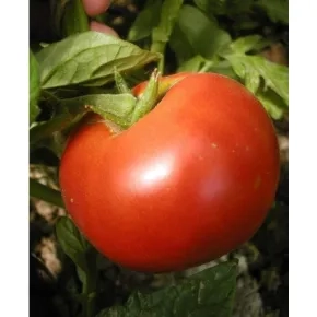 Seme paradajza Saint Pierre – 10 g