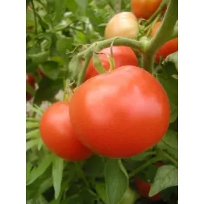 Seme paradajza Sef F1 – 150 semena