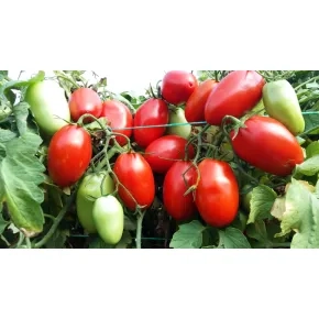 Seme paradajza Tygo F1 – 500 semena