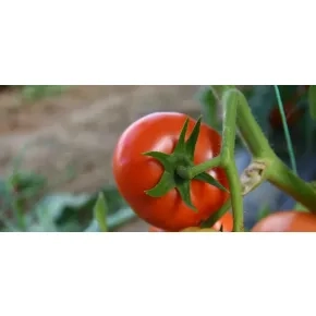 Seme paradajza Ciciu F1 – 500 semena