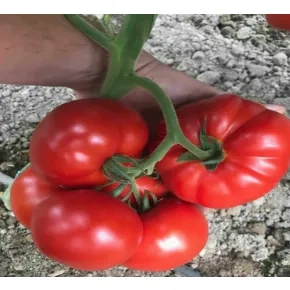 Seme paradajza Hayet F1 – 500 semena