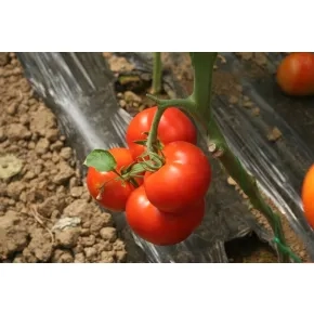 Seme paradajza Šah Mat F1