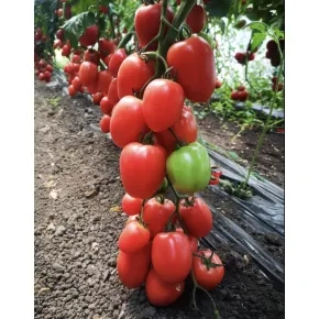 Seme pink paradajza Kongo F1 - 250 semena 