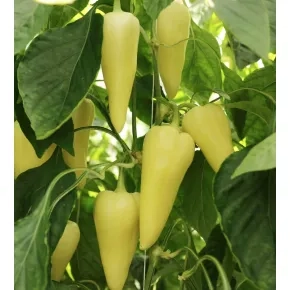 Seme paprike Altendos F1 – 500 semena