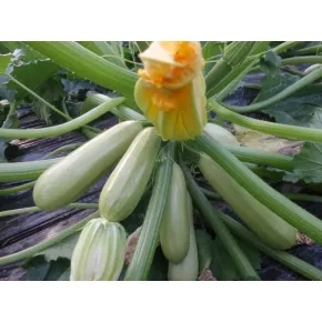 Seme tikvice Pascal F1 - 500 semena