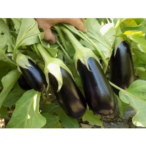 Seme patlidžana Onyx F1 - 250 semena