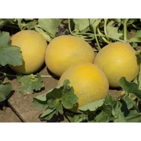 Seme dinje Dalalh F1 - 500 semena