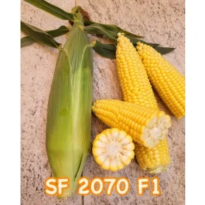 Seme kukuruza šećerca SF 2070 F1 - 2500 semena