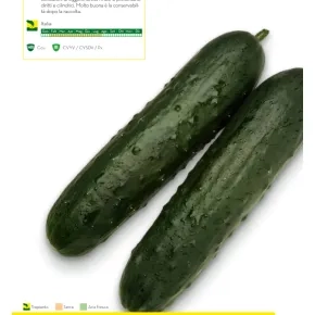 Seme krastavca Iperione F1 - 1000 semena