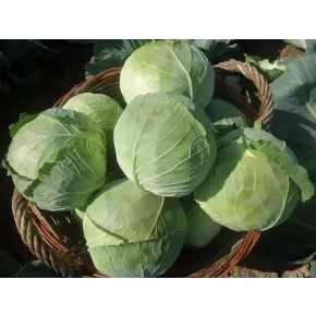 Seme kupusa Gaja F1 - 2500 semena