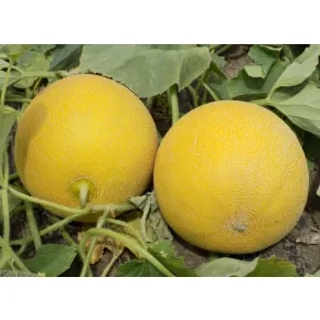 Seme dinje Citirex F1 - 1000 semena