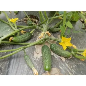 Seme kornišona Avella F1 - 500 semena