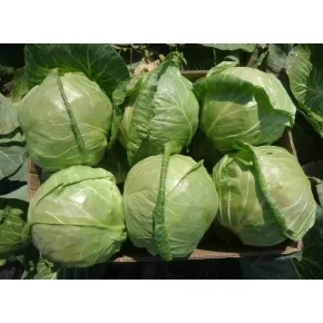 Seme kupusa Constable F1 - 2500 semena