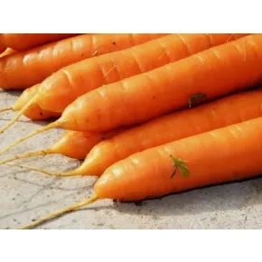 Seme šargarepe Nantais Amelioree (Nantes) Clause - 100 g