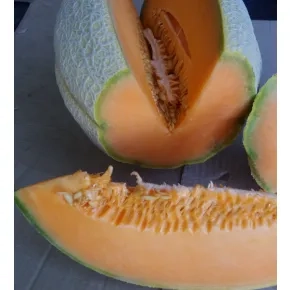 Seme dinje Lillo F1 - 250 semena 