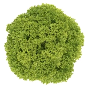 Seme salate Limassol RZ - 1000 pilirano