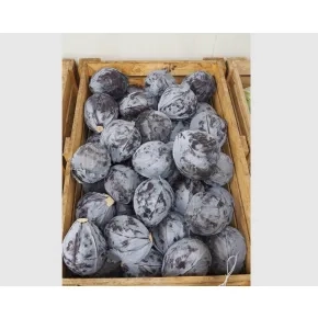 Crveni Kupus Rexoma RZ